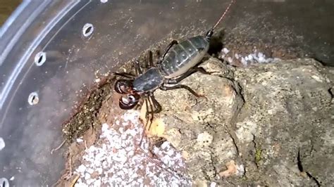 Unpacking Video for Pinchers and Pokies  and More Scorpions!.